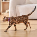 EliteBeam™ | Intelligent Laser Neck Toy - USB Rechargeable Active Exercise Collar