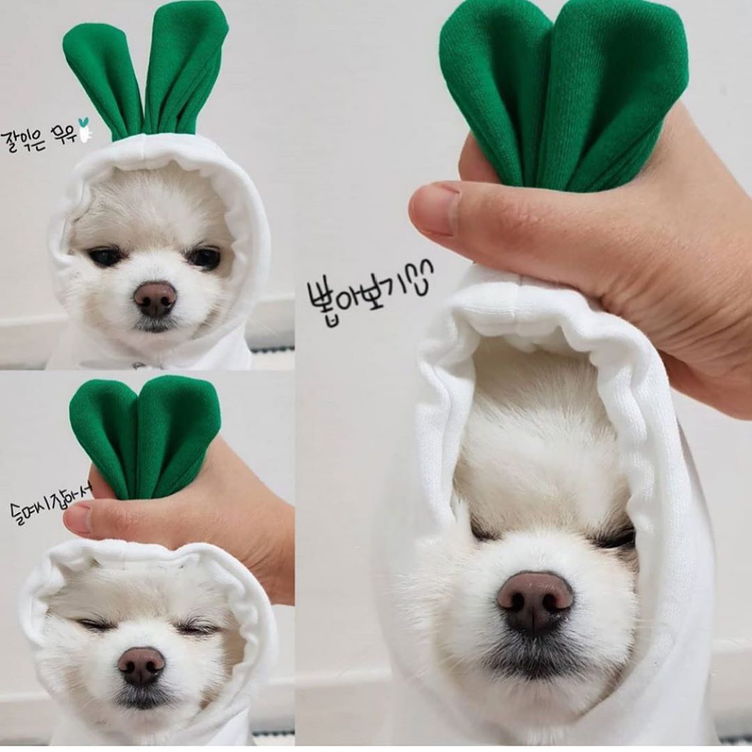 EliteSnug™ | Ultra-Soft Fruit Pet Hoodie - Premium Winter Fleece Outfit