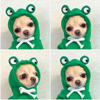 EliteSnug™ | Ultra-Soft Fruit Pet Hoodie - Premium Winter Fleece Outfit