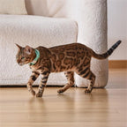 EliteBeam™ | Intelligent Laser Neck Toy - USB Rechargeable Active Exercise Collar