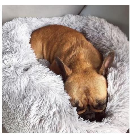 EliteRest™ | Bespoke Handcrafted Pet Bed - Custom Name Edition