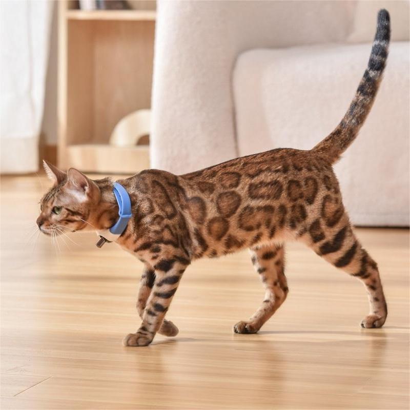 EliteBeam™ | Intelligent Laser Neck Toy - USB Rechargeable Active Exercise Collar