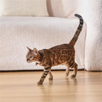 EliteBeam™ | Intelligent Laser Neck Toy - USB Rechargeable Active Exercise Collar