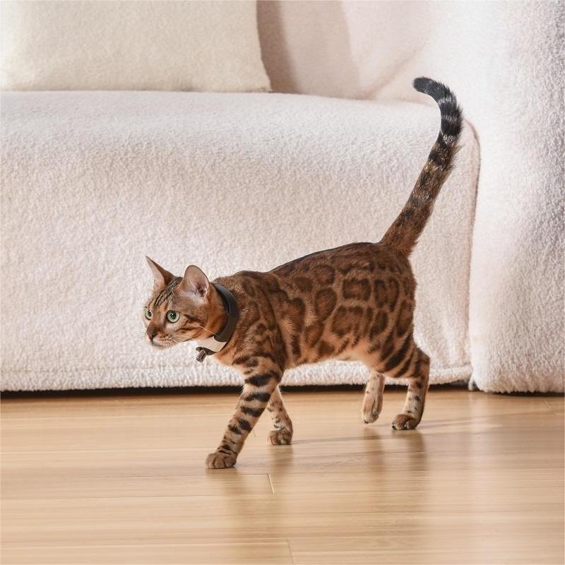 EliteBeam™ | Intelligent Laser Neck Toy - USB Rechargeable Active Exercise Collar