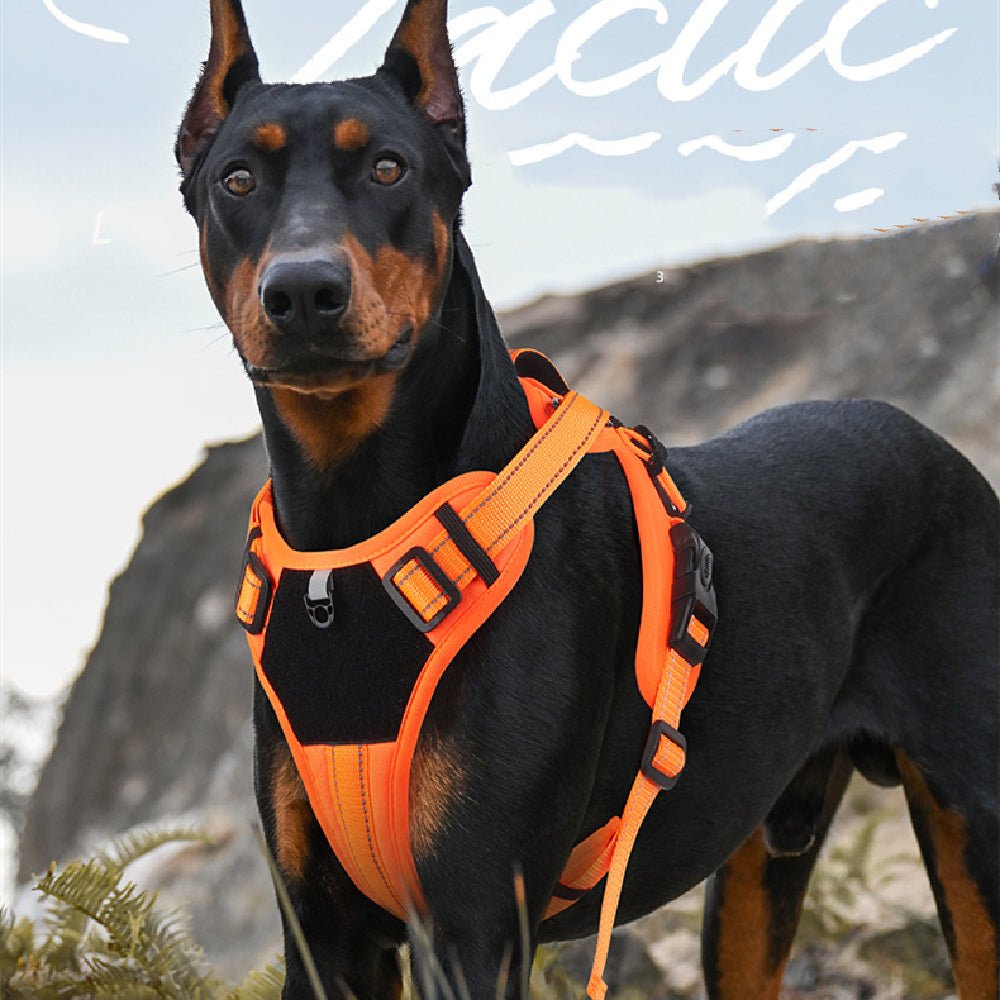 EliteTitan™ | Unstoppable Secure Walking Rope with Anti - Loose Lock - Aura Pet Elite