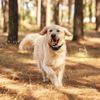 RangeMaster™ | 990FT Intelligent Invisible Fence & Trainer - Aura Pet Elite